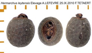 PSG 325 Hermarchus leytensis ova