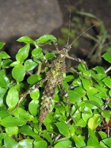 PSG 326 Trachyaretaon echinatus
