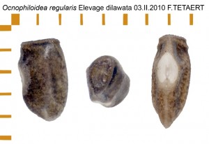 PSG 32 Ocnophiloidea regularis ova