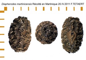 PSG 333 Diapherodes martinicensis ova