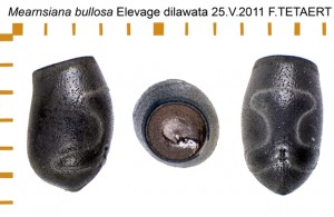 PSG 338 Mearnsiana bullosa ova