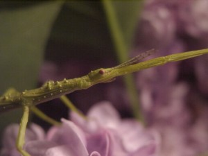 PSG 33 Acanthoxyla intermedia adult female