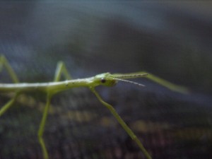 PSG 33 Acanthoxyla intermedia nymph
