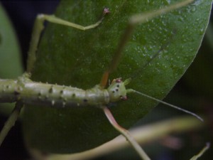 PSG 33 Acanthoxyla intermedia adult female