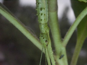 PSG 33 Acanthoxyla intermedia adult female