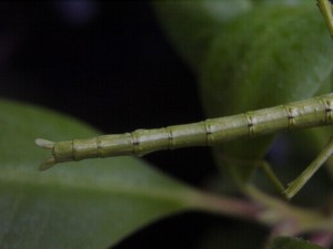 PSG 33 Acanthoxyla intermedia 