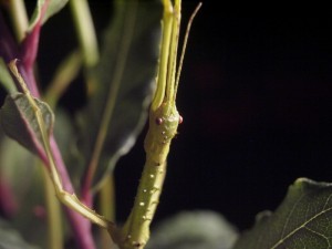 PSG 33 Acanthoxyla intermedia