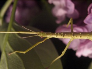 PSG 33 Acanthoxyla intermedia