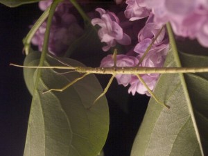 PSG 33 Acanthoxyla intermedia 