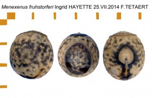PSG 340 Menexenus fruhstorferi ova