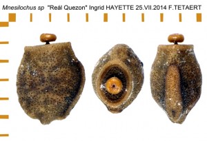 PSG 342 Mnesilochus sp Real Quezon ova