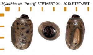 PSG 343 Myronides sp PELENG ova
