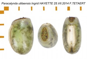 PSG 346 Paracalynda utilaensis ova