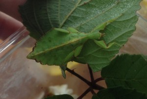 PSG 347 Phyllium jacobsoni female nymph Copyright © KorinaAbbott
