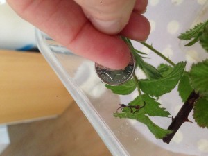 PSG 347 Phyllium jacobsoni first instar Copyright © KorinaAbbott