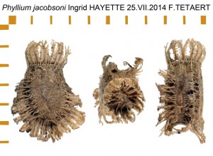 PSG 347 Phyllium jacobsoni ova