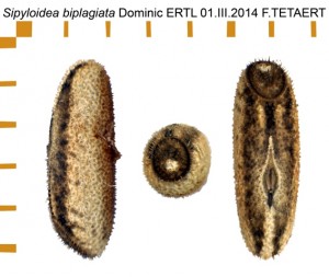 PSG 352 Sipyloidea biplagiata ova