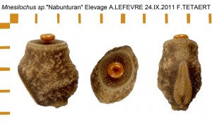 PSG 355 Mnesilochus sp Nabunturan ova