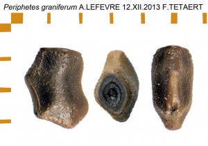 PSG 357 Periphetes graniferum ova