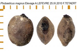 PSG 358 Phobaeticus magnus ova