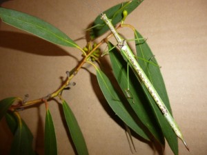 PSG 361 Rhamphosipyloidea sp. Infanta Copyright © Ian Bushell