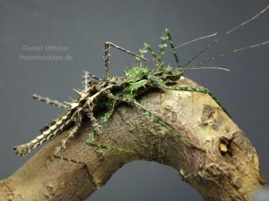PSG 368 Brockphasma spinifemoralis adult pair Bach Ma Copyright © Daniel Dittmar