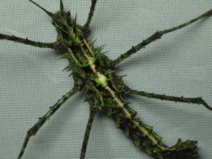 PSG 368 Brockphasma spinifemoralis gynandomorph2 Bach Ma Copyright © Daniel Dittmar