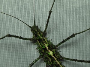 PSG 368 Brockphasma spinifemoralis gynandomorph head Bach Ma Copyright © Daniel Dittmar