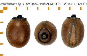 PSG 371 Necrosciinae sp Tam Dao ova