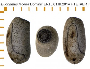 PSG 377 Euobrimus lacerta ova