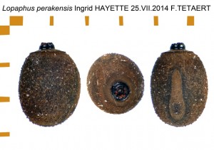 PSG 37 Lopaphus perakensis ova