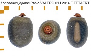PSG 39 Lonchodes jejunus ova