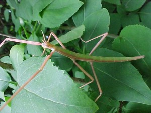 PSG 3 Bacillus rossius green adult female