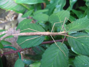 PSG 4 Sipyloidea sipylus adult female