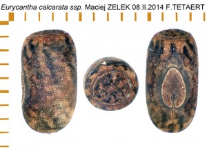 PSG 44 Eurycantha calcarata ssp ova
