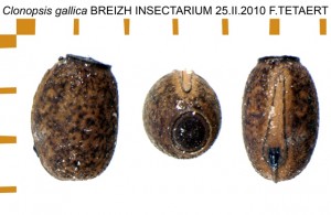 PSG 45 Clonopsis gallica ova