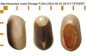 PSG 46 Marmessoidea rosea ova