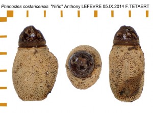 PSG 47 Phanocles costaricensis Nino ova