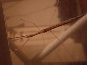 PSG 4 Sipyloidea sipylus adult female2 Copyright © NFord