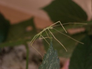 PSG 4 Sipyloidea sipylus first instar Copyright © NFord