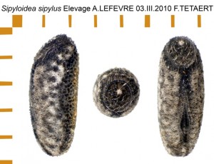 PSG 4 Sipyloidea sipylus ova