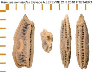 PSG 55 Ramulus nematodes ova