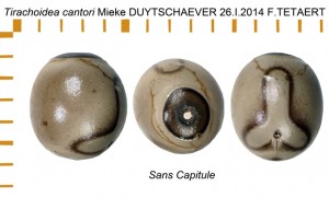 PSG 58 Tirachoidea cantori ova