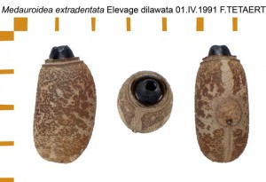 PSG 5 Medauroidea extradentata ova