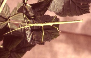 PSG 6 Acanthoxyla prasina adult female