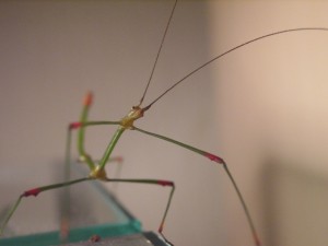 PSG 66 Carausius sanguineoligatus adult male1