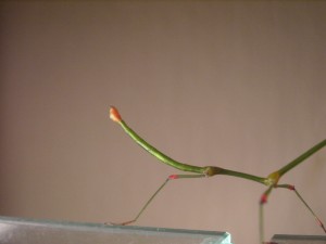 PSG 66 Carausius sanguineoligatus adult male2