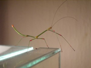 PSG 66 Carausius sanguineoligatus adult male3