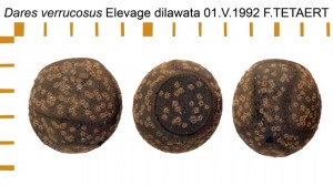 PSG 69 Dares verrucosus ova