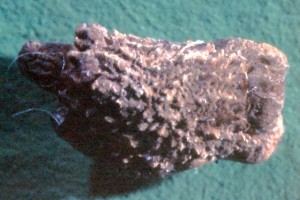 PSG 6 Acanthoxyla prasina ova